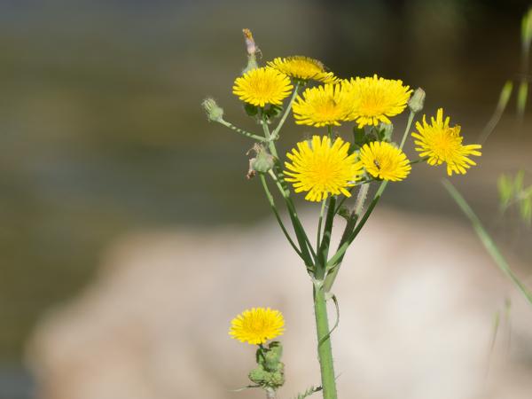 Gewone melkdistel (Sonchus oleraceus)